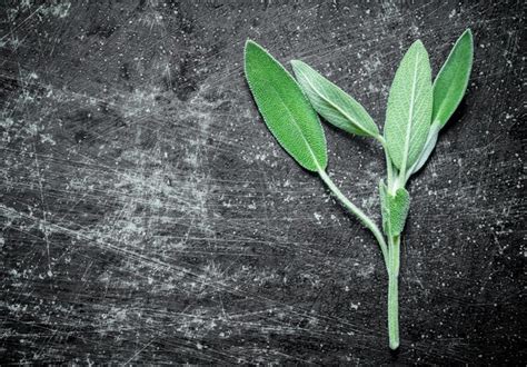 Premium Photo Sprig Of Fresh Salvia