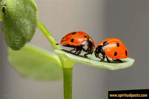 Ladybug Spiritual Meanings: Red, Orange, Brown, Black, White ...