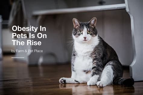 Obesity In Pets Is On The Rise Farm And Pet Place