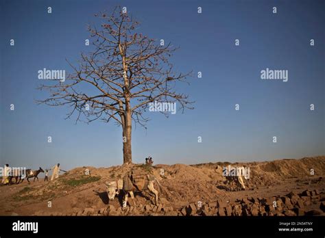 A Donkey Transports Bricks From Site To Another While A Pakistani Man