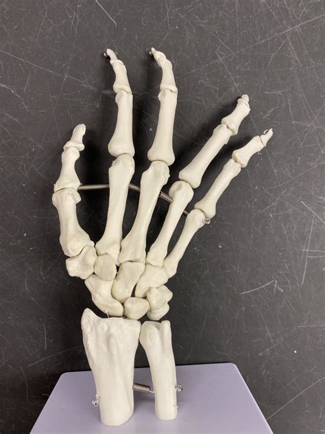 Bones Of Wrist Hand Diagram Quizlet