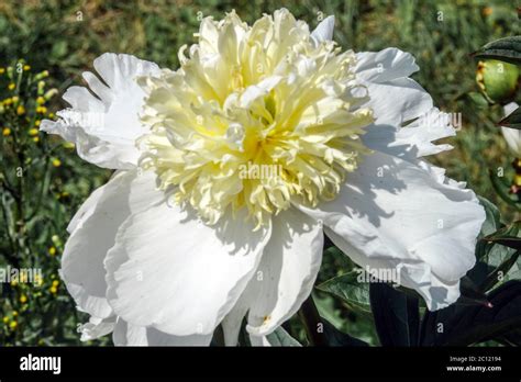 Peony Cheddar Gold Stock Photo Alamy