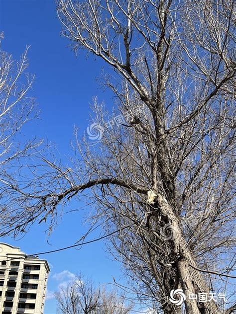 阵风7级！北京大风劲吹 延庆树枝被刮断 腾讯新闻