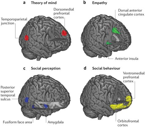 Main Brain Regions Involved In The Four Domains Of Social Cognition