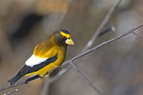 All You Need To Know About Finches In North America Id And Song Guide