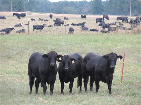 Alternative Methods For Finishing Beef Cattle Effects On Performance