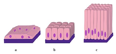 Cellule Epiteliali