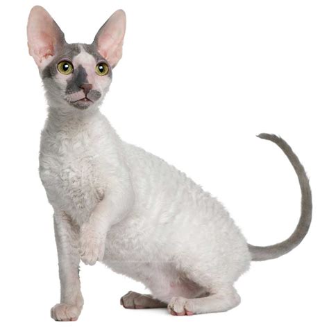 Kot Cornish Rex Rasowe Koty Domowe