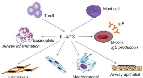 Schematic Diagram Of The Potential Cellular Effects Of Interleukin