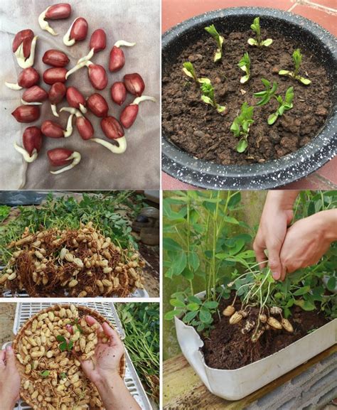 How To Grow Peanuts At Home A Step By Step Guide Gardening Ideas