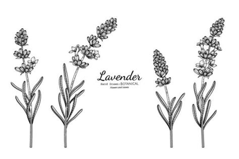 Lavender Vector Art, Icons, and Graphics for Free Download