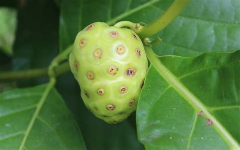 Noni Fruit History Benefits And Easy Recipes Biglaps