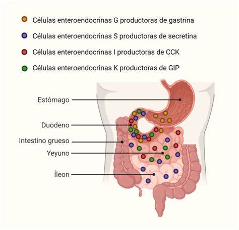 “rata Virtual” Regulación Hormonal De La Función Gastrointestinal