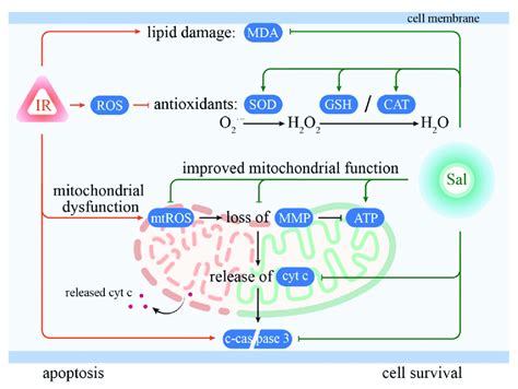 Schematic Diagram Illustrating The Underlying Mechanisms By Which