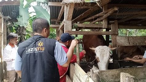 Empat Tahun Tanpa Qurban Bpkh Dan Lazismu Distribusikan Sapi Ke Desa