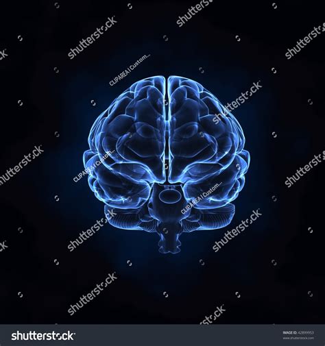 X Ray Human Brain Front View Stock Photo Shutterstock