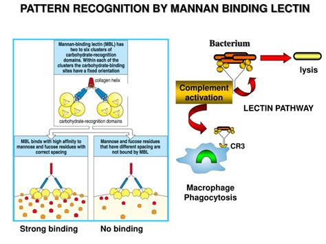 PPT - RECOGNITION BY SOLUBLE MOLECULES MANNOSE BINDING LECTIN PowerPoint Presentation - ID:5879591