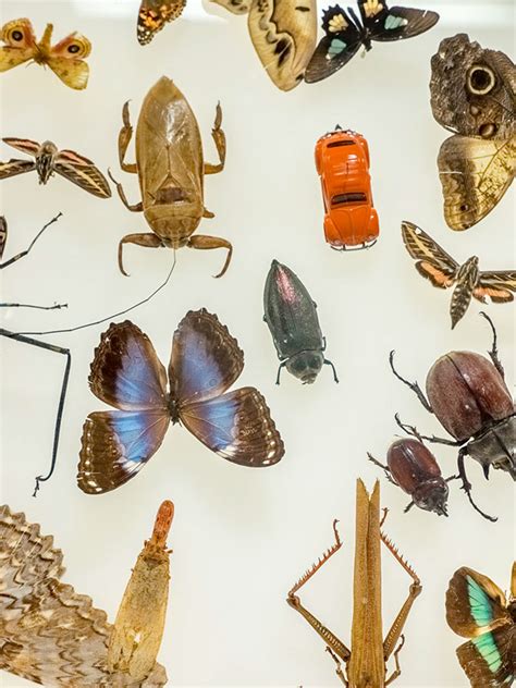 Colorado State University Biology Department Exhibit On Behance