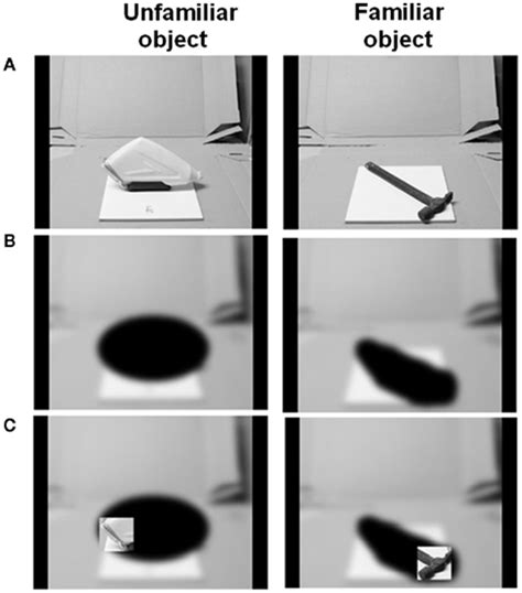 Frontiers Time Course Of Information Processing In Visual And Haptic