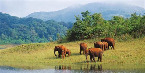 Complete Tourism Info about Thekkady - Experience Kerala