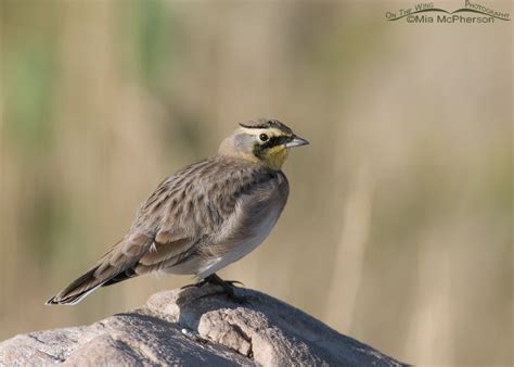 Horned Lark Finished With Grooming Mia Mcphersons On The Wing