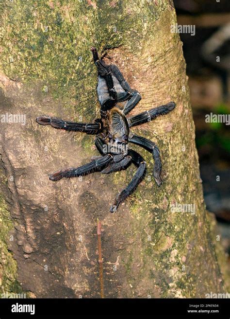 Cyriopagopus Hi Res Stock Photography And Images Alamy