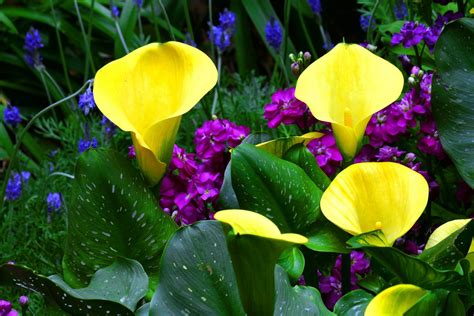 Download Yellow Flower Nature Flower Calla Lily Hd Wallpaper