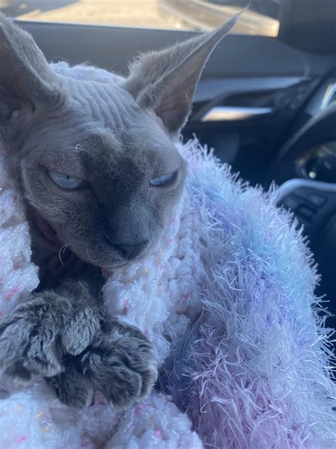 Her paws are getting extra fuzzy with the drop in temperature. : r/sphynx