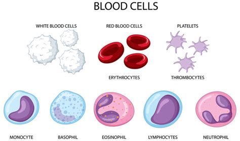 Thrombocytes Or Platelets