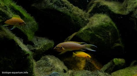 Intermediate Rocky Habitat In Bulu Point East Coast Of Lake Tanganyika