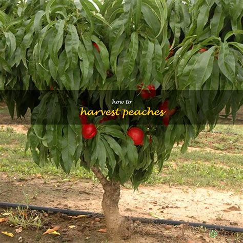 Harvesting Sweet And Juicy Peaches A Step By Step Guide Shuncy