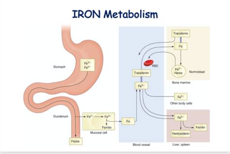 Iron Metabolism and function Flashcards | Quizlet