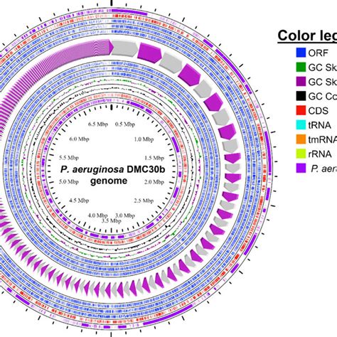 Circular Representation Of Genome Pseudomonas Aeruginosa Strain Dmc B