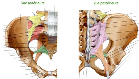 Arthrologie Bassin Diagram Quizlet