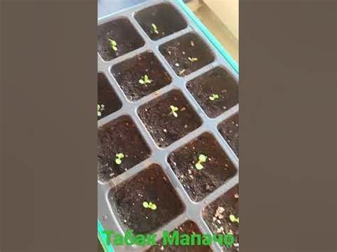 Перуанский табак Мапачо! Всходам 4 дня! #табак #mapache #мапачо #shorts ...