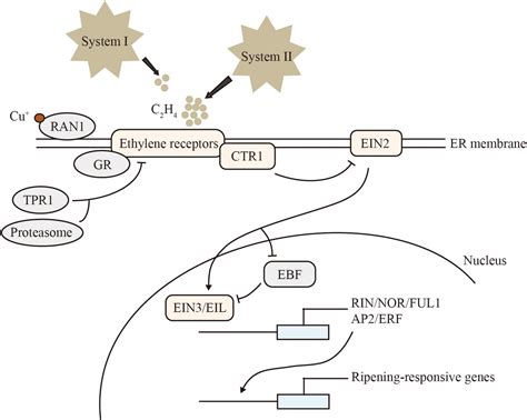 Frontiers Apetala Ethylene Responsive Factor In Fruit Ripening