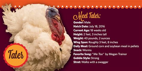 Thanksgiving Turkey Names 340 Name Ideas For Your Pet Turkey Male