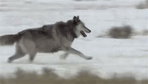 Running Wolves 