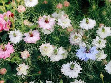 黑种草一斤种子多少钱 花海建设 长景园林网