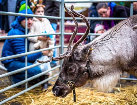 Matlock Christmas Market 2016- Festivities, reindeer and Santa's Grotto