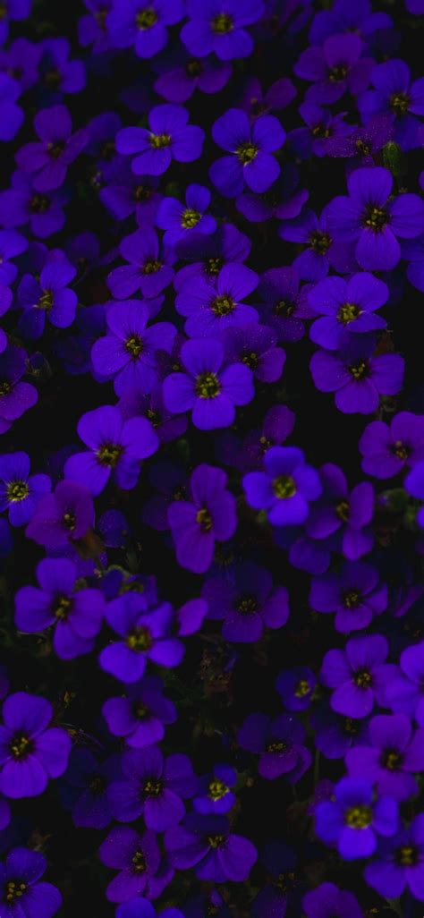 Dark Purple Flower Wallpapers - 4k, HD Dark Purple Flower Backgrounds ...