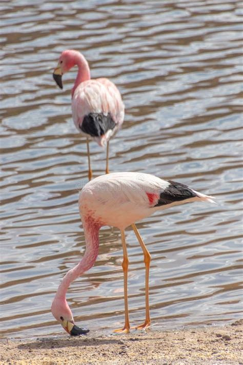 Two Pink Flamingos Atacama Chile Stock Image Image Of Flamingos