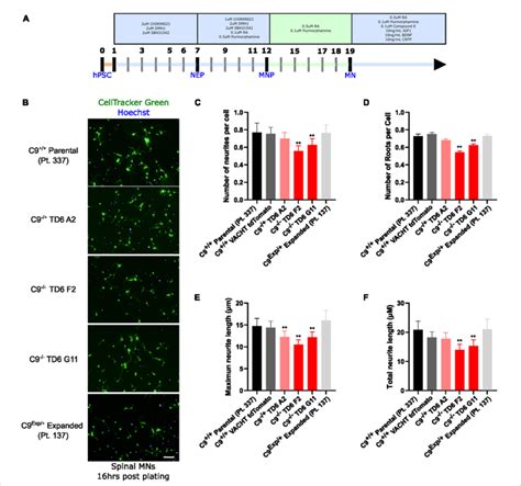 Reduced C9orf72 Reduces Neurite Outgrowth A Schematic Timeline For