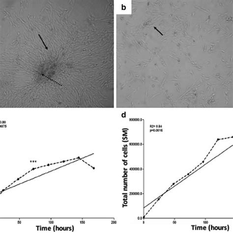 Analysis Of The Cell Cycle On Cells Cultures Derived From The Synovial