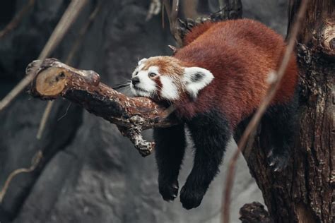 K Red Panda Pandas Snout Rare Gallery Hd Wallpapers