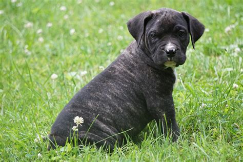 Presa Canario Puppy For Sale Fresno OH Female Maggie – AC Puppies LLC