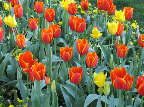 Free Images Flower Floral Tulip Red Color Macro Fresh Blooming