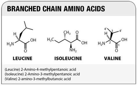 What Are Branched Chain Amino Acids | www.informationsecuritysummit.org