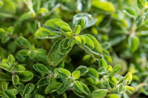 How To Grow Oregano Growing Oregano Perennial Herbs Oregano Garden