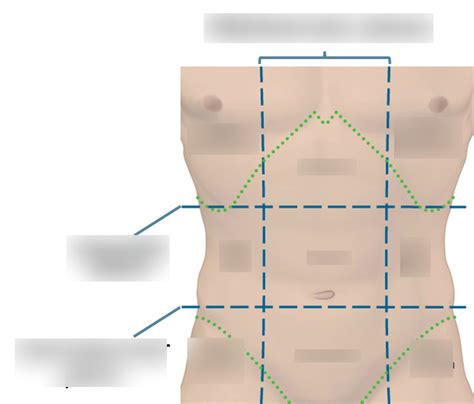 Surface Anatomy Diagram Quizlet